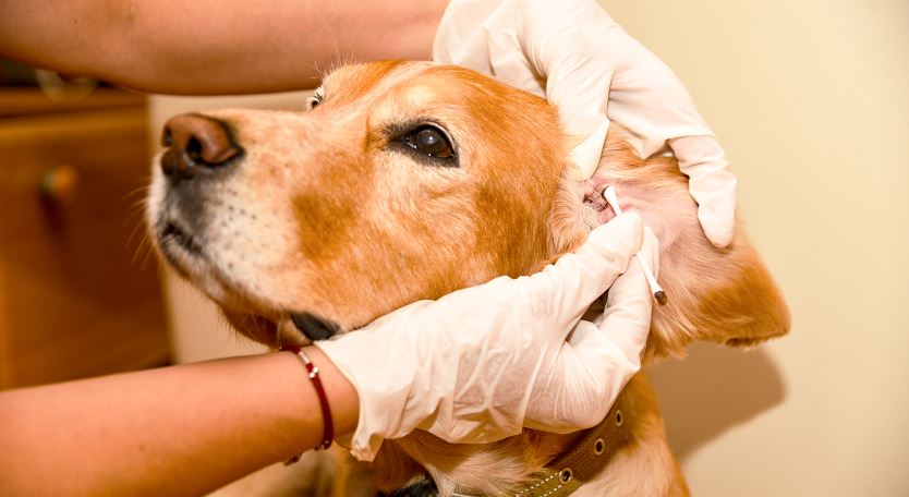 Understanding the Risks of Diy Ear Treatments for Dogs