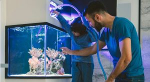 How to Clean a Fish Tank?