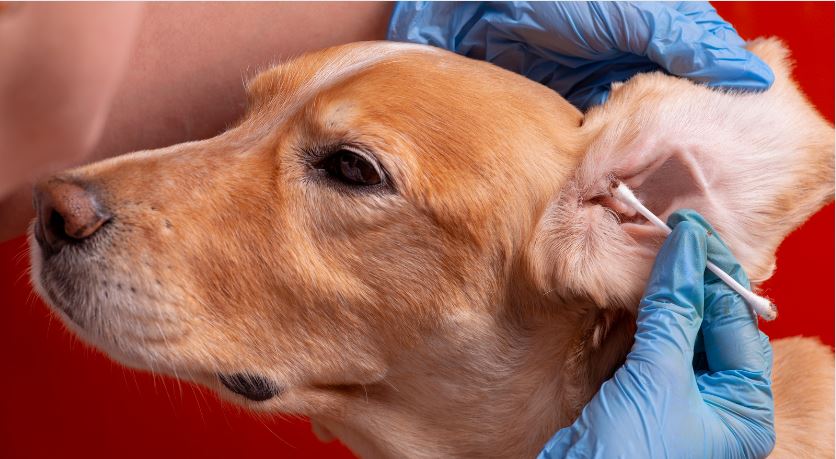 Instructions for Ear Cleaning in Dogs - VCA