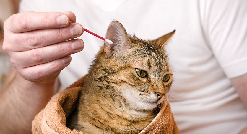 How to Clean Cats Ears?